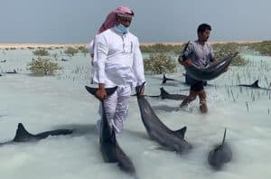 إنقاذ عشرات الدلافين في شاطئ أملج