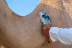 تركيب 5 آلاف شريحة إلكترونية وتقنيات عالمية في مهرجان ولي العهد للهجن بالطائف