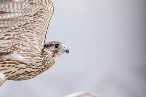 مزاد الصقور يستعرض تطوُّر البيولوجيا الجينية وعملية الإنتاج