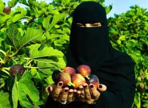 55 ألف شجرة بتبوك تغذي أسواق المملكة بمختلف أصناف التين