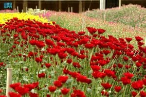 ورد تبوك يجذب السياح