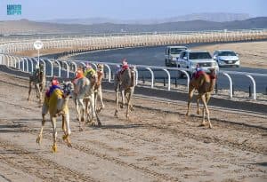 “نوف” تخطف رمز اللقايا البكار المفتوح.. وتحقق أفضل توقيت