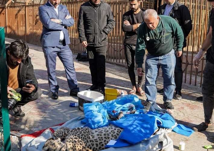 IRAQ-ANIMAL-LEOPARD-SURGERY