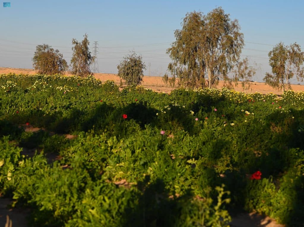 DST_1692060_3081105_1_4_2022021600423383