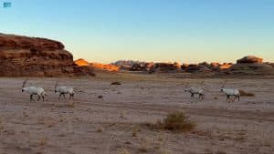 الهيئة الملكية لمحافظة العلا تعيد توطين أكثر من 150 حيواناً برياً في اليوم العالمي للأحياء البرية