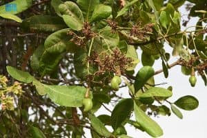 مركز الأبحاث يستعرض نجاح زراعة الأناناس والكاجو والكرمبولا والشيكو في مهرجان مانجو جازان