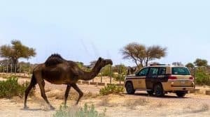 “الأمن البيئي”: ضبط 16 مخالفًا لنظام البيئة