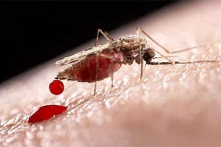 MosquitoBite20