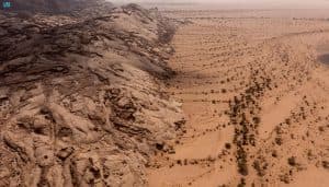 “الغطاء النباتي” يوقع 4 عقود لتنمية المراعي الطبيعية في المملكة