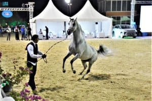 بطولة جمال الجواد العربي الدولية تواصل فعالياتها