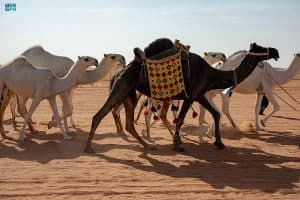 إدارة مهرجان الملك عبدالعزيز للإبل تجهِّز مضمارًا بطول 18 كم لمنافسات الهجيج