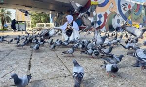 طيور الحرم المكي.. أصوات شجية مفعمة بروح المودة لضيوف الرحمن