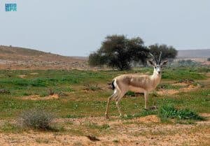 محمية الإمام تركي بن عبدالله الملكية تفعِّلُ الاحتفاء باليوم العالمي للحياة الفطرية