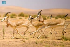 إطلاق 19 من غزال الريم بمحمية الملك سلمان بن عبدالعزيز الملكية