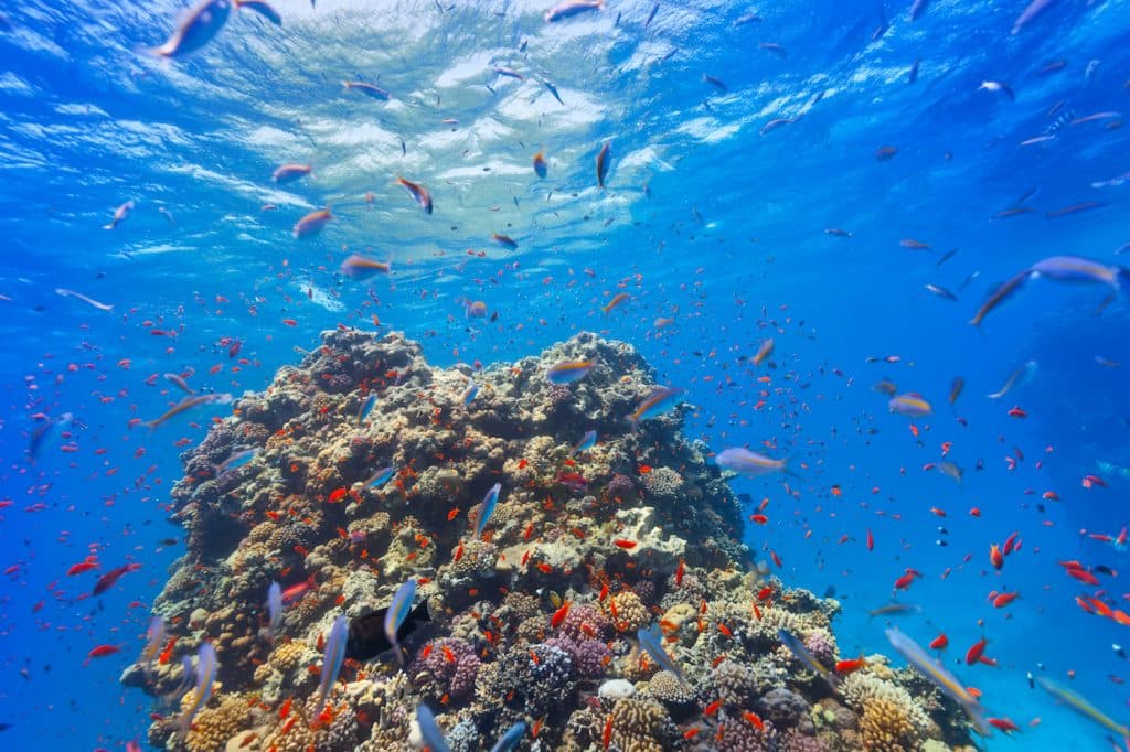 shutterstock_307343303-red-sea-coral-reef