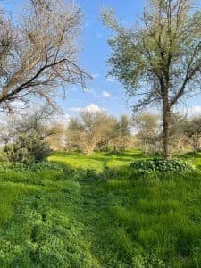 كرسي التغير المناخي ينظم لقاء “آفاق وتحديات تنمية الغطاء النباتي في ظل التغير المناخي”