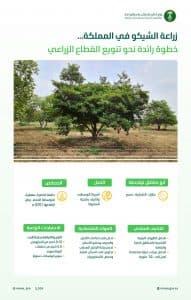 “البيئة” تعلن نجاح زراعة أشجار “الشيكو” في عدد من مناطق المملكة