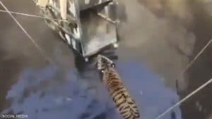 مطاردة نمر لخنزير تنتهي بوقوعهما في بئر معا