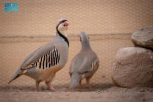 مركز الحياة الفطرية يُطلق 4 برامج لإكثار طيور الحجل
