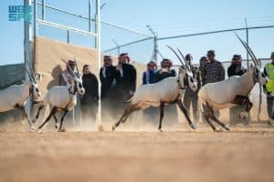 في ختام موسم الإطلاقات.. 1200 كائن فطريّ في الطبيعة