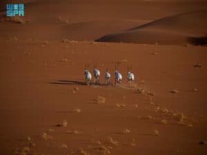 تسجيل محمية عروق بني معارض في القائمة الخضراء للاتحاد الدولي لحماية الطبيعة