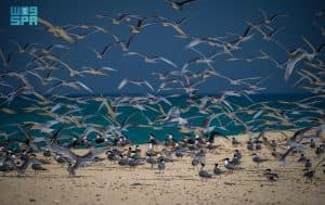 اعتراف دوليّ وريادة عالمية تتويجًا لجهود المملكة في حماية الطيور المهاجرة