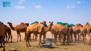 هيئة تطوير محمية الملك عبدالعزيز: منع الرعي داخل حدود المحمية