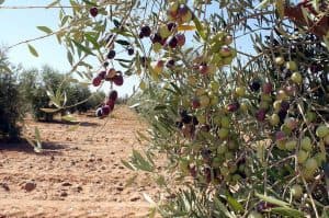 يُعد أحد المحاصيل الزراعية الواعدة في تعزيز الأمن الغذائي.. “البيئة”: المملكة تحتضن 18 مليون شجرة زيتون مثمرة تنتج أكثر من 351 ألف طن