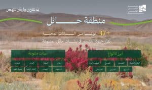 الطلح والقيصوم والعوسج والسوسن البري أكثر النباتات المحلية انتشارًا في حائل
