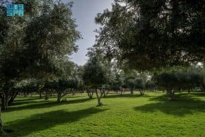 أشجار الزيتون أيقونة بيئية وطبيعية في متنزه الملك فهد بغابة سقام بنجران