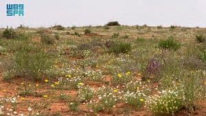 “الأربيان” يكسو رمال “لينة” بحلة ربيعية بيضاء
