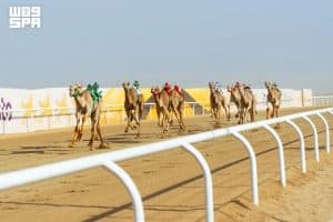 6 كؤوس تحسم منافسات “اللقايا” في مهرجان ولي العهد للهجن